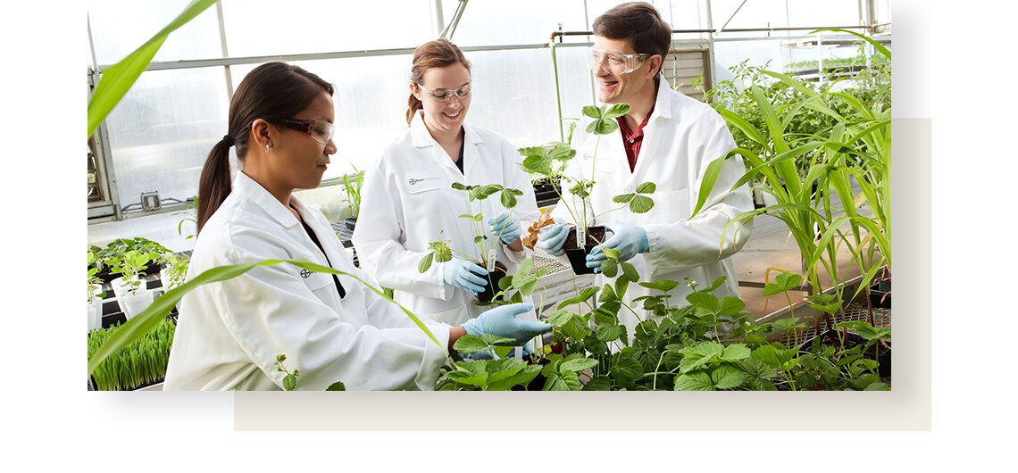 Three scientists wearing protective goggles talk about herbs they are holding.