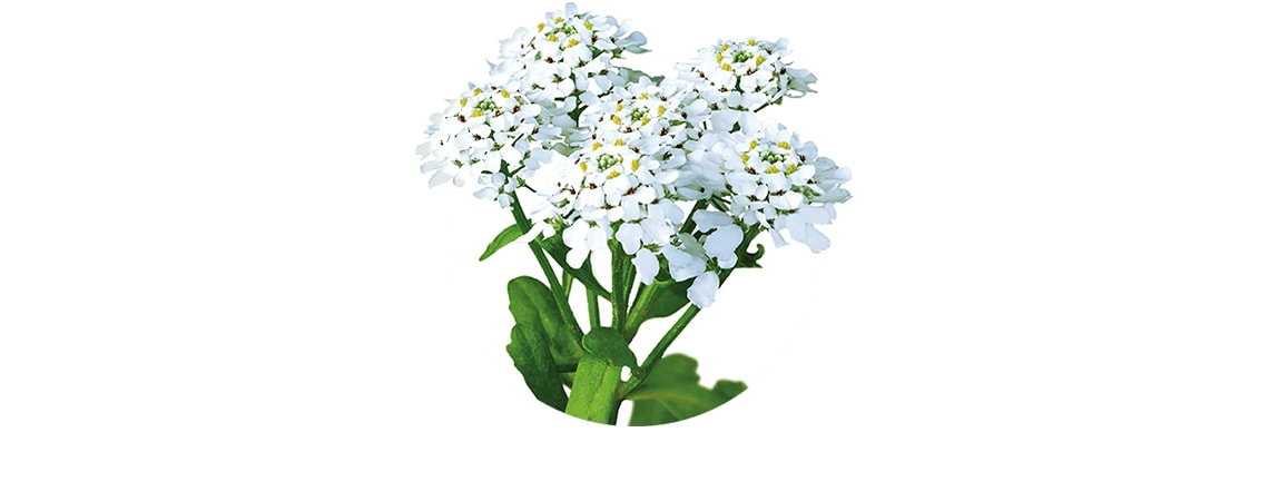 White flowers of Iiberis amara’s, that can alleviate your digestive symptoms