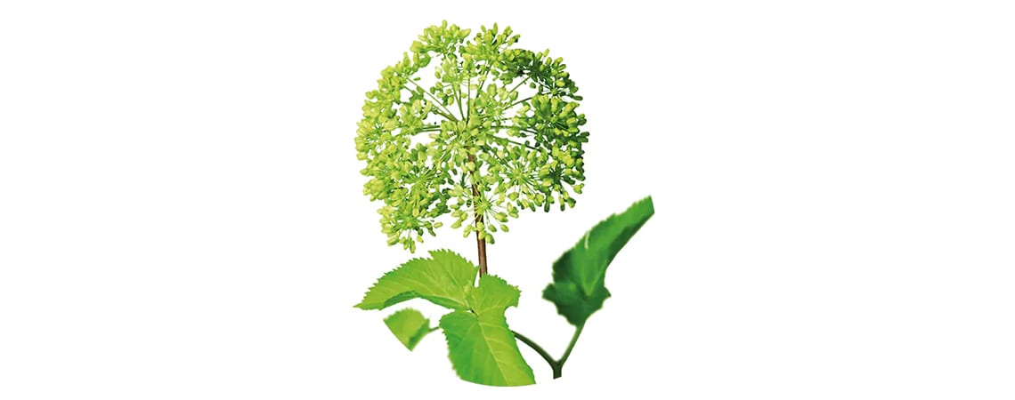 Green plant pf angelica root, that calms the stomach