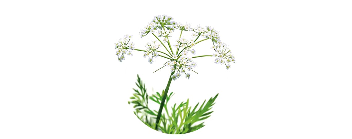 White flower of Caraway, the spice with a healing effect