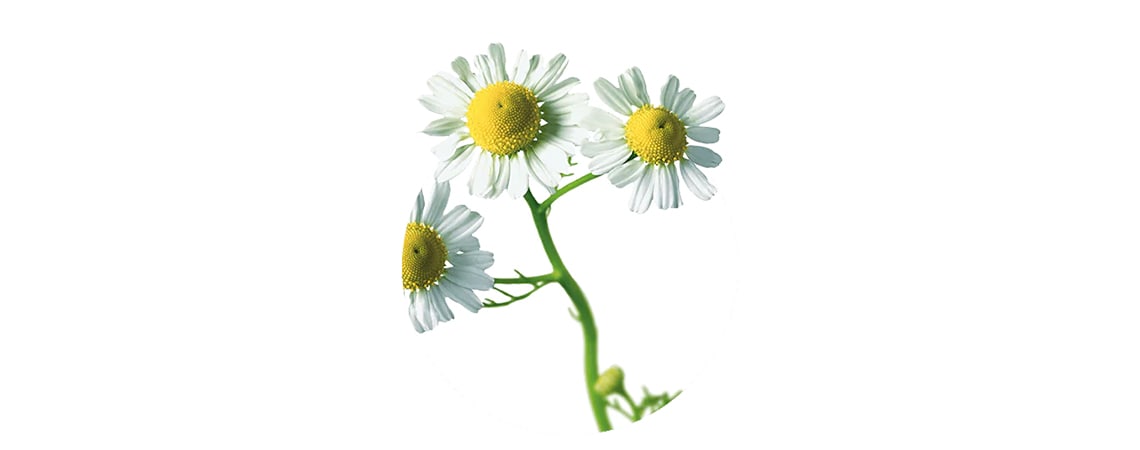White flowers of Chamomile, that has an anti-inflammatory effect on the digestive tract