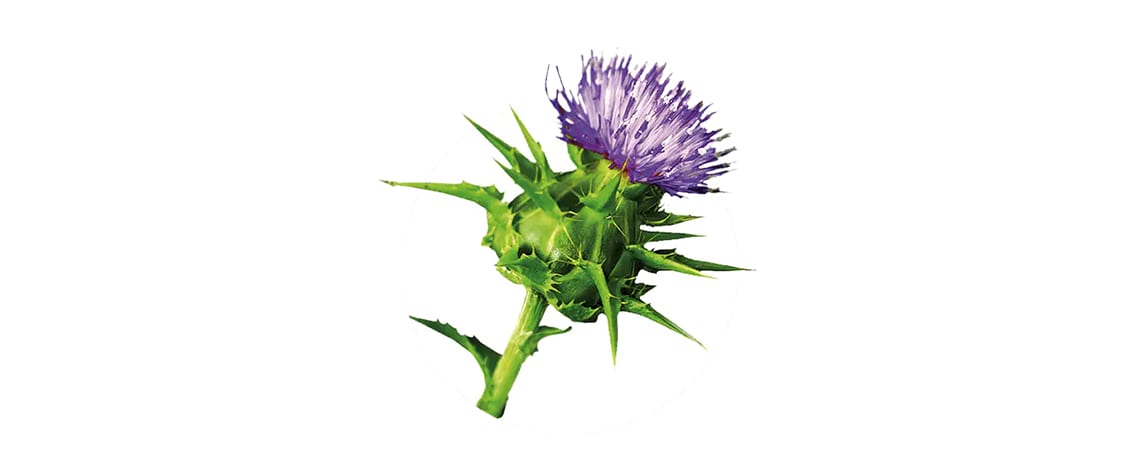 Purple and spiky flower of Milk thistle, that benefits cell protection