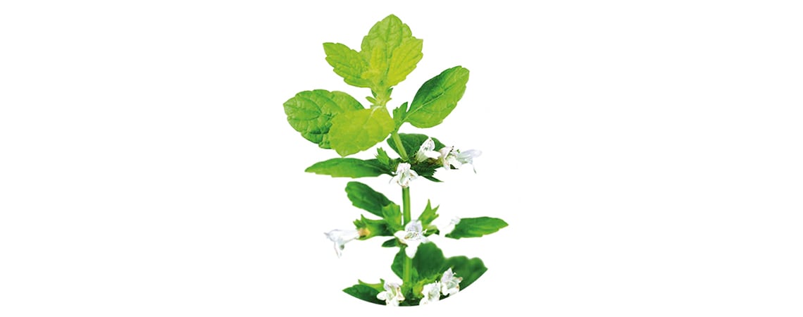 Green leaves and white flowers of Lemon balm, whose leaves are an integral part of Iberogast’s® formulation