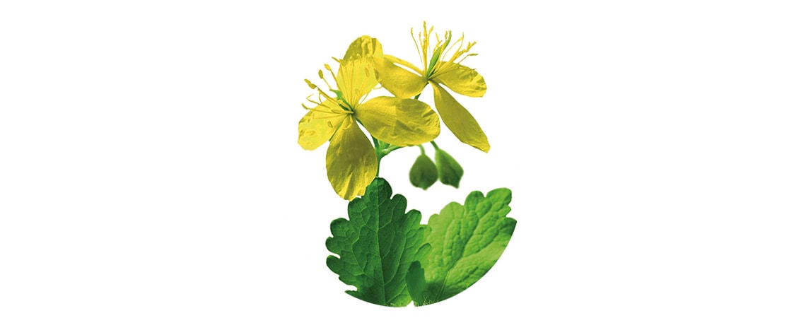 Delicate yellow flower of Celandine, that is traditionally used to relieve spasmodic digestive complaints