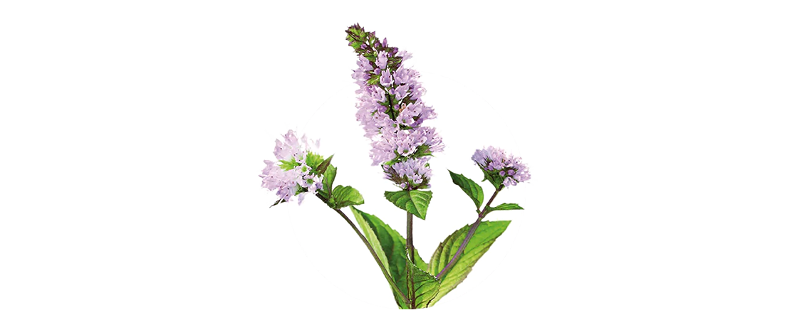 Green leaves and violet flowers of Peppermint – the plant for good digestion