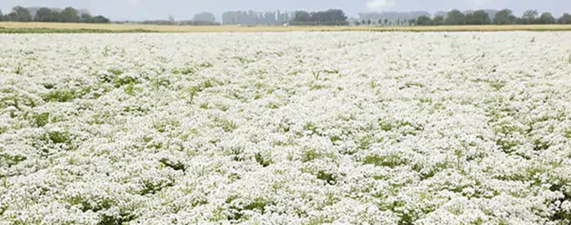 Vast field full of white flowers.