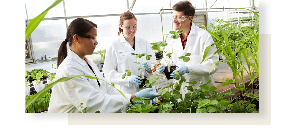 Three scientists wearing protective goggles talk about herbs they are holding.