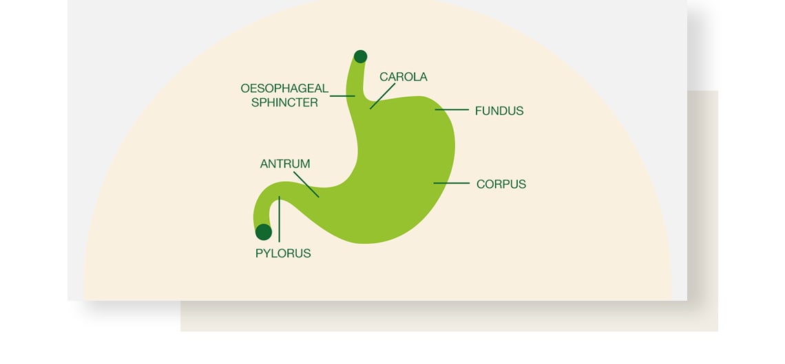 Green-coloured graphic showing the structure of stomach.