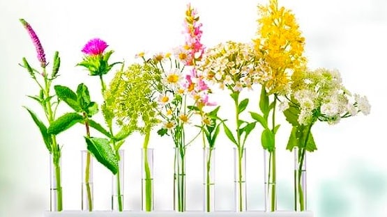 9 herbs in glass phials, that make Iberogast® effective
