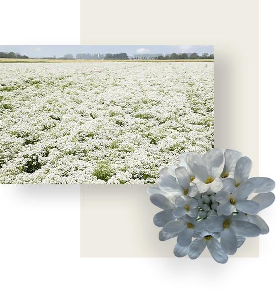 Vast field full of white flowers.