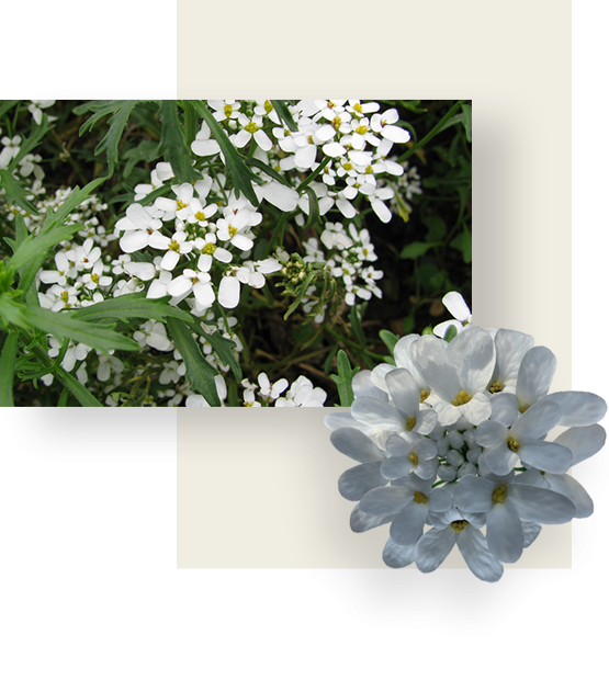 White flower of bitter candytuft