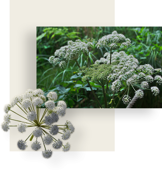 White flowers of Angelica root