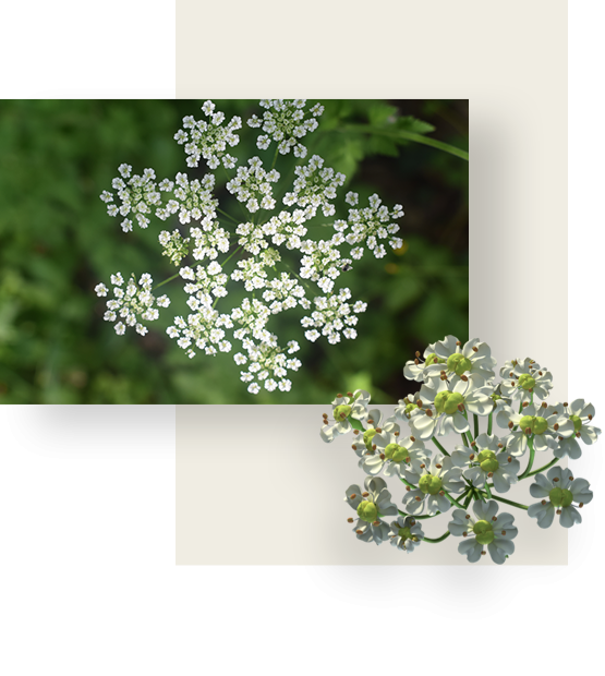 White flowers of caraway