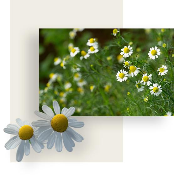 White flowers of camomile
