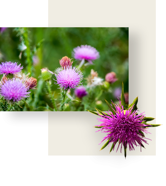 Purple flowers of milk thistle