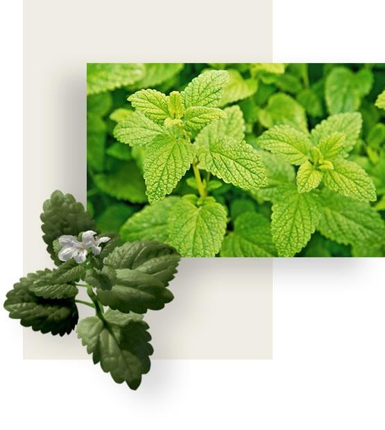 Green leaves of lemon balm
