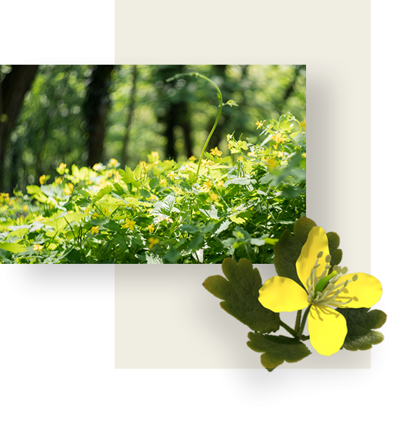 Green leaves and yellow flowers of Celandine