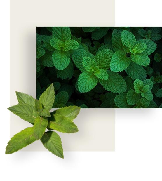 Green leaves of peppermint