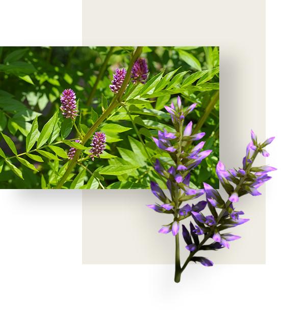 Purple flowers and green leaves of liquorice