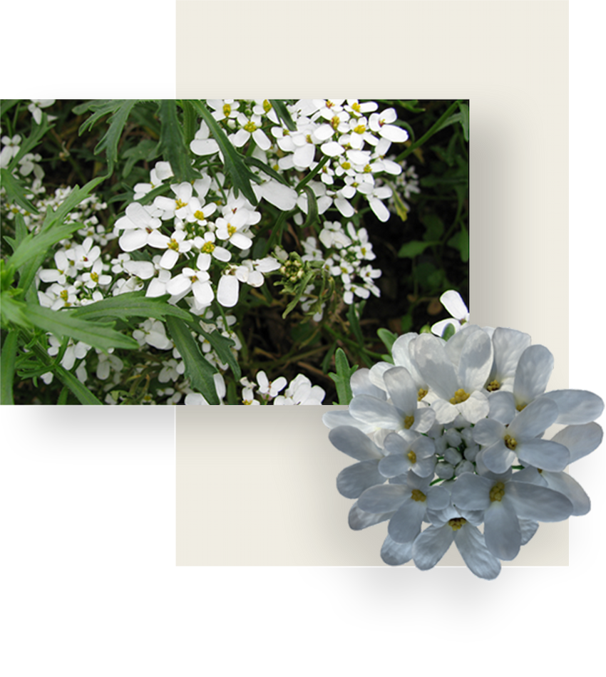 White flowers and green leaves of bitter candytft